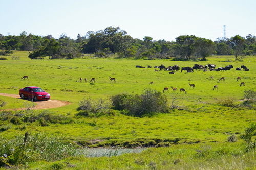 Kragga Kamma Game Park Hotell Port Elizabeth Exteriör bild