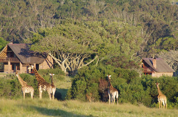 Kragga Kamma Game Park Hotell Port Elizabeth Exteriör bild